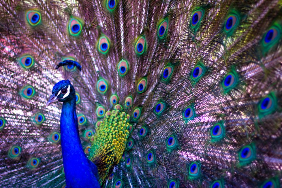 Blue Iridescent Peacock